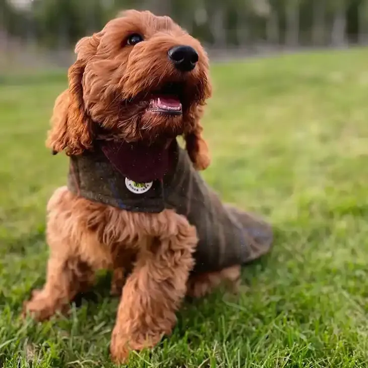 Green Tweed Dog Coat